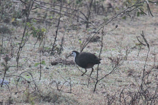 Image of White-breasted Waterhen