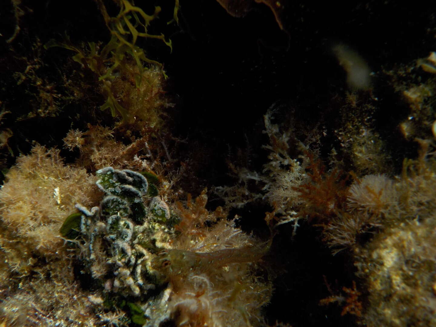 Image of Mystery blenny