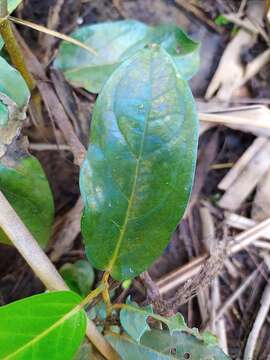 Image of Piper tuberculatum Jacq.