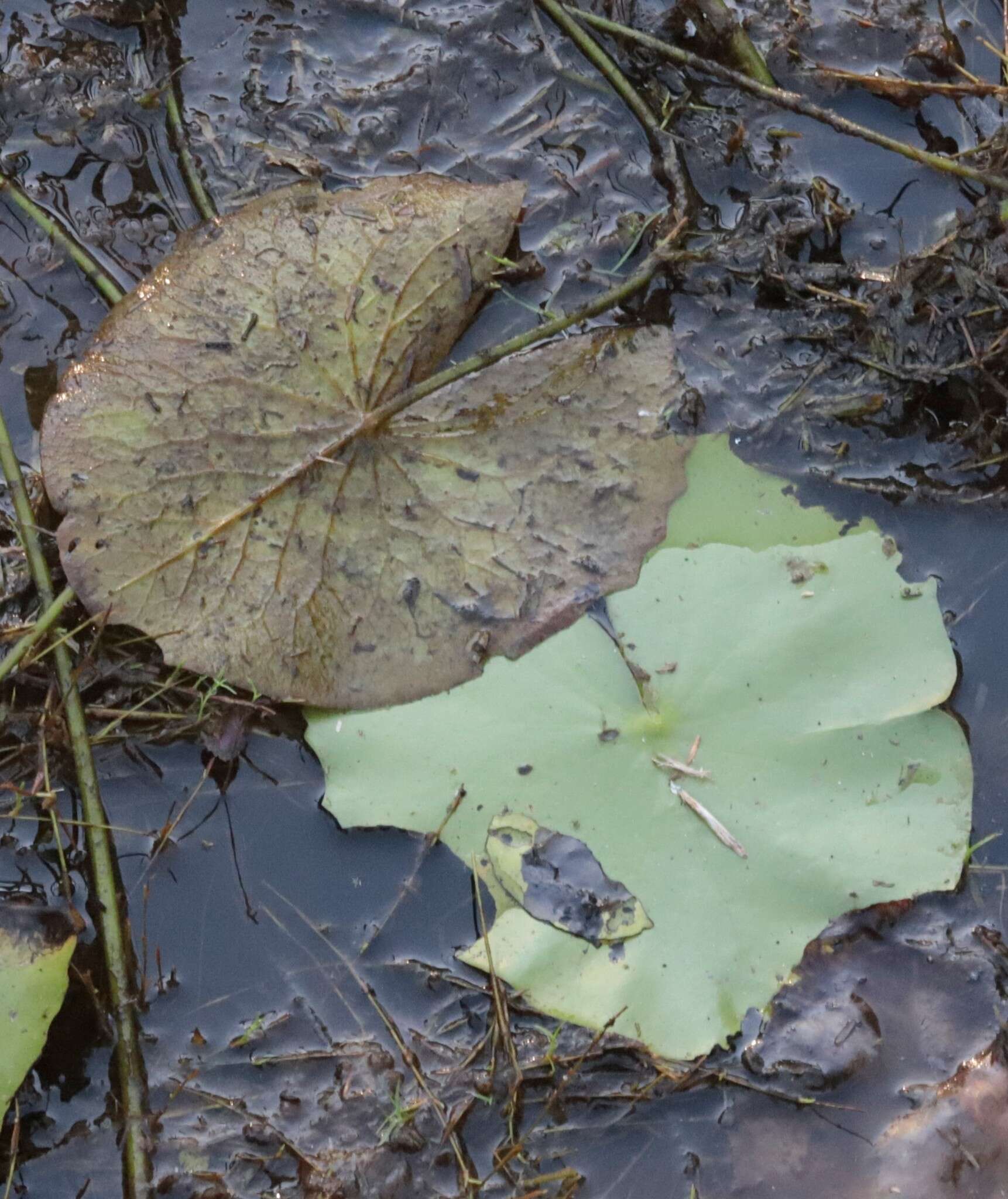 Imagem de Nymphaea violacea Lehm.