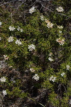 Image de Choisya dumosa (Torr.) Gray