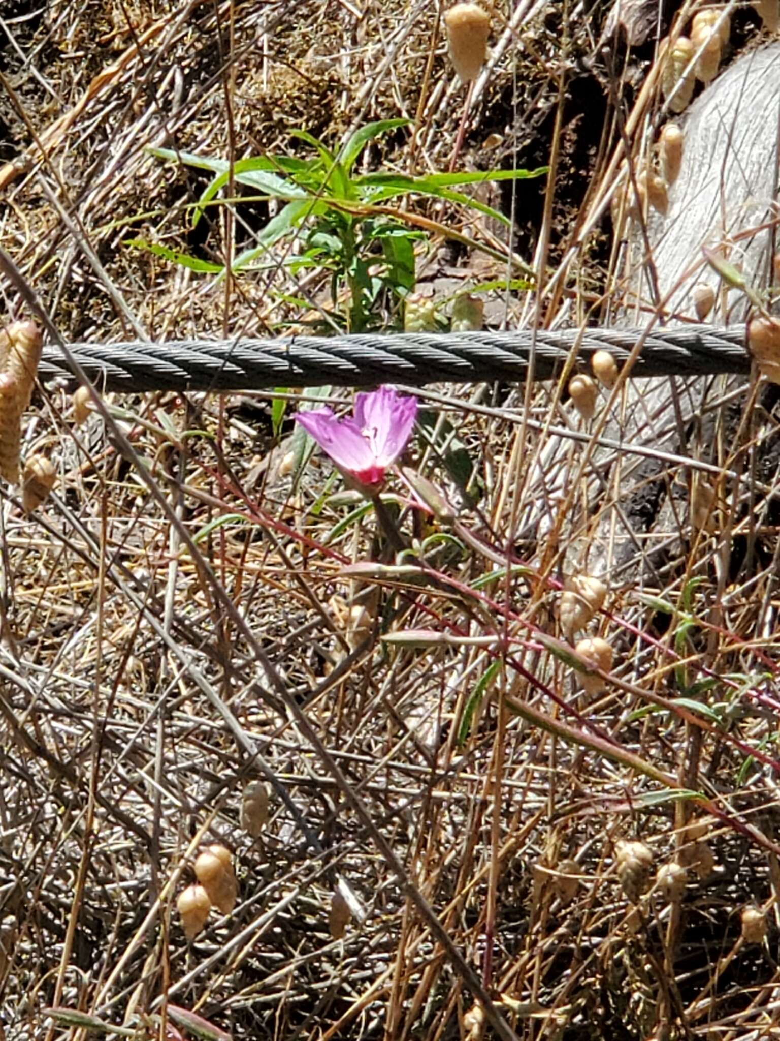 Plancia ëd Clarkia franciscana H. Lewis & Raven