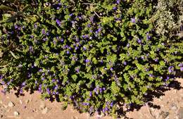 Eremophila crassifolia (F. Muell.) F. Muell. resmi