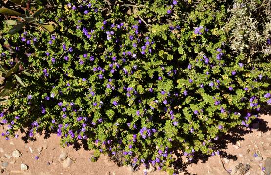 Imagem de Eremophila crassifolia (F. Muell.) F. Muell.