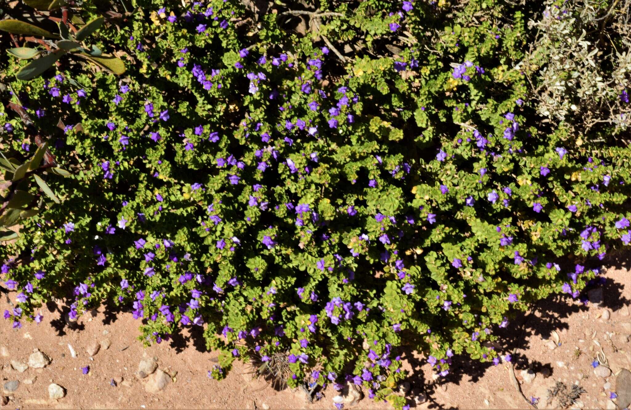 Image of Eremophila crassifolia (F. Muell.) F. Muell.