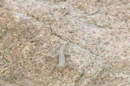 Image of Oman Rock Gecko