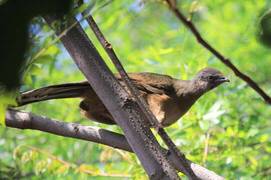 Image of Plain Chachalaca