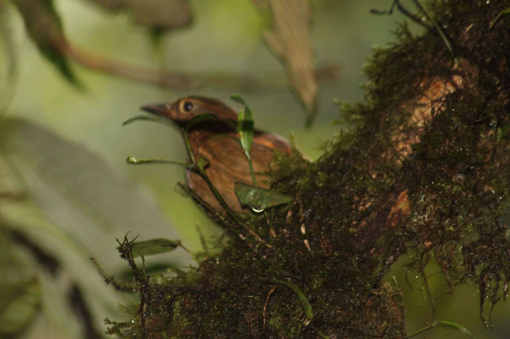 Image of Scaly-throated Foliage-gleaner