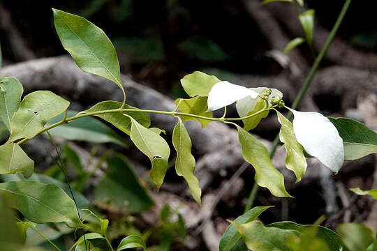 Image of Coelospermum decipiens Baill.