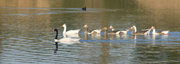 Image of Black-necked Swan