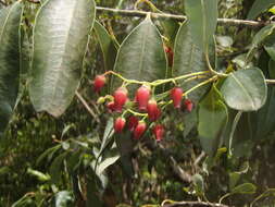 Image of Agarista salicifolia (Lam.) G. Don