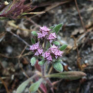 Image of Ben Lomond spineflower