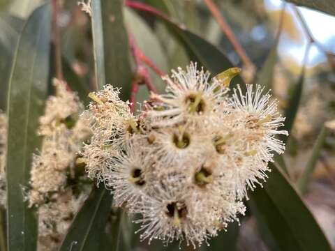 Image of Eucalyptus microcarpa (Maiden) Maiden