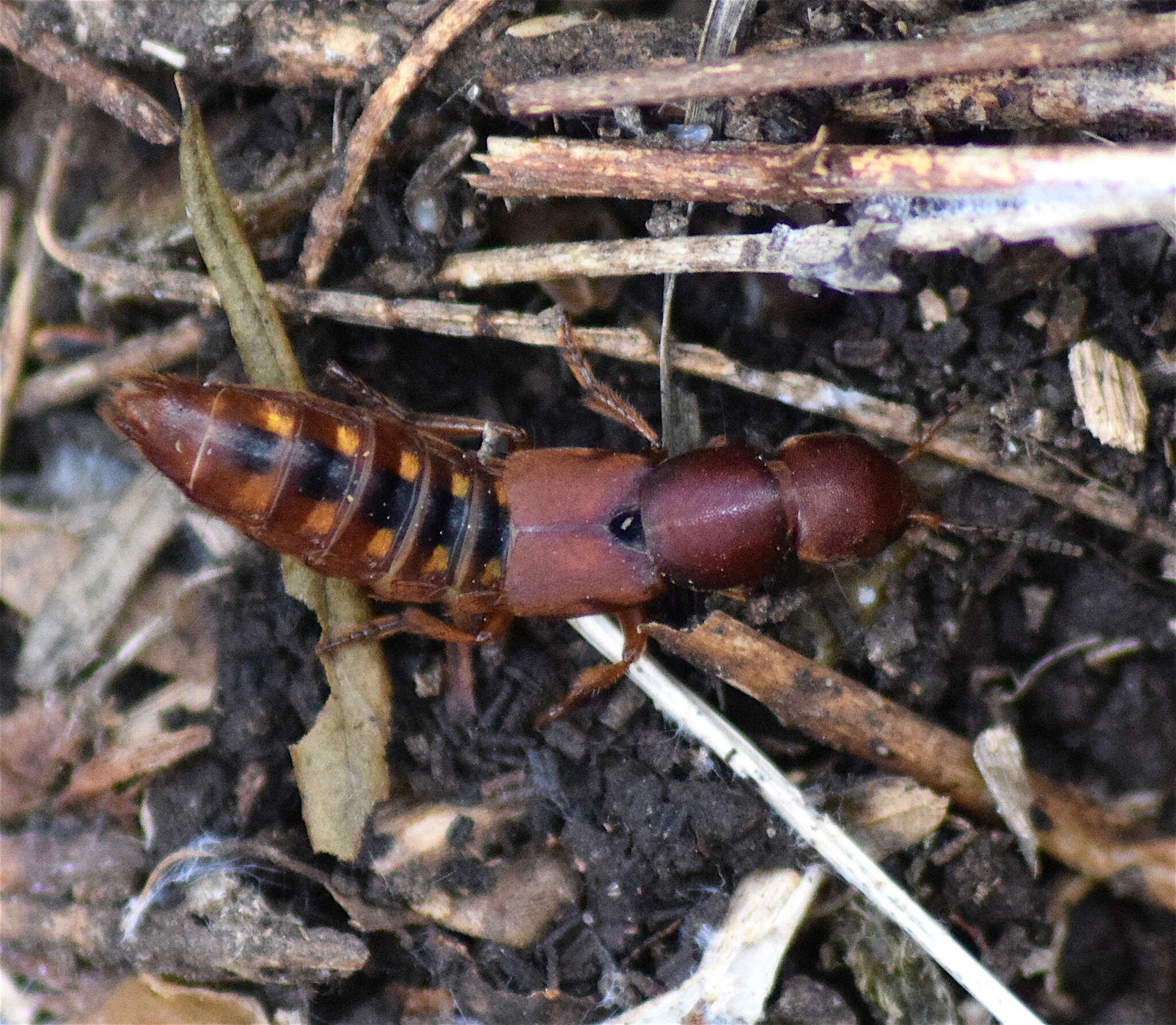 Image of Platydracus vittatus (Sharp 1884)