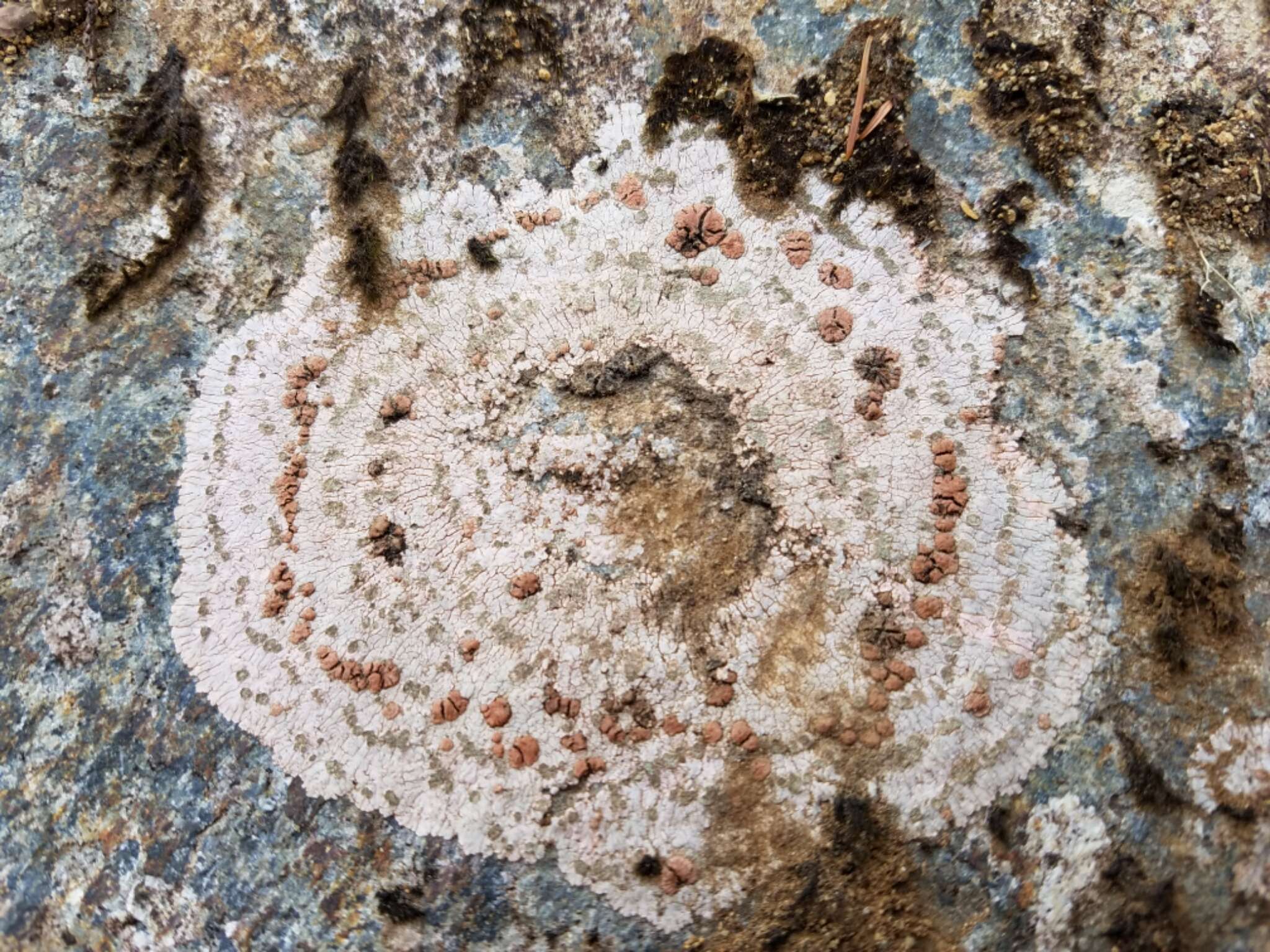 Image of bullseye lichen