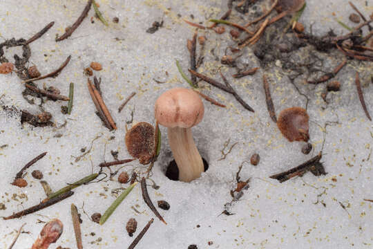 صورة Hygrophorus goetzei Hesler & A. H. Sm. 1963