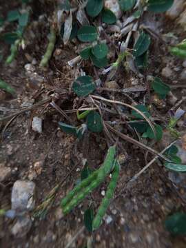 Plancia ëd Alysicarpus monilifer (L.) DC.