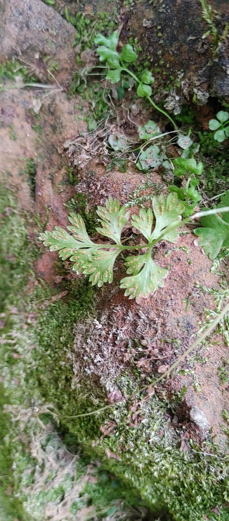 Gastoniella chaerophylla (Desv.) Li Bing Zhang & Liang Zhang的圖片