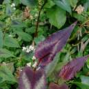 صورة Persicaria microcephala (Wall. ex D. Don) Sasaki