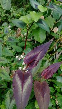 صورة Persicaria microcephala (Wall. ex D. Don) Sasaki