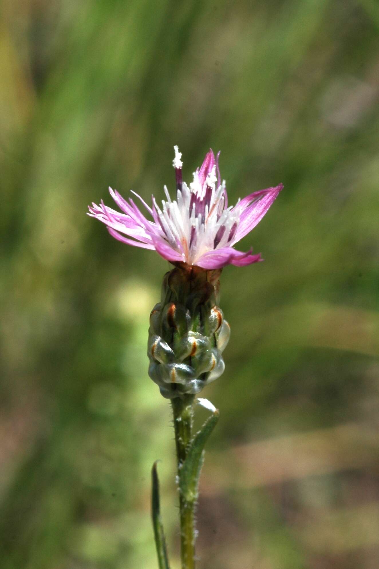 Image de Centaurea pulchella Ledeb.