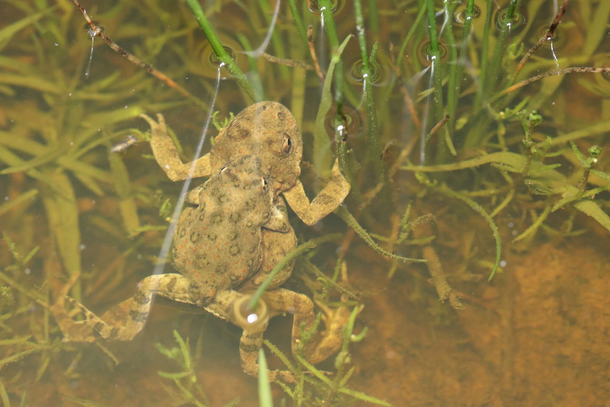 Image de Cacosternum capense Hewitt 1925