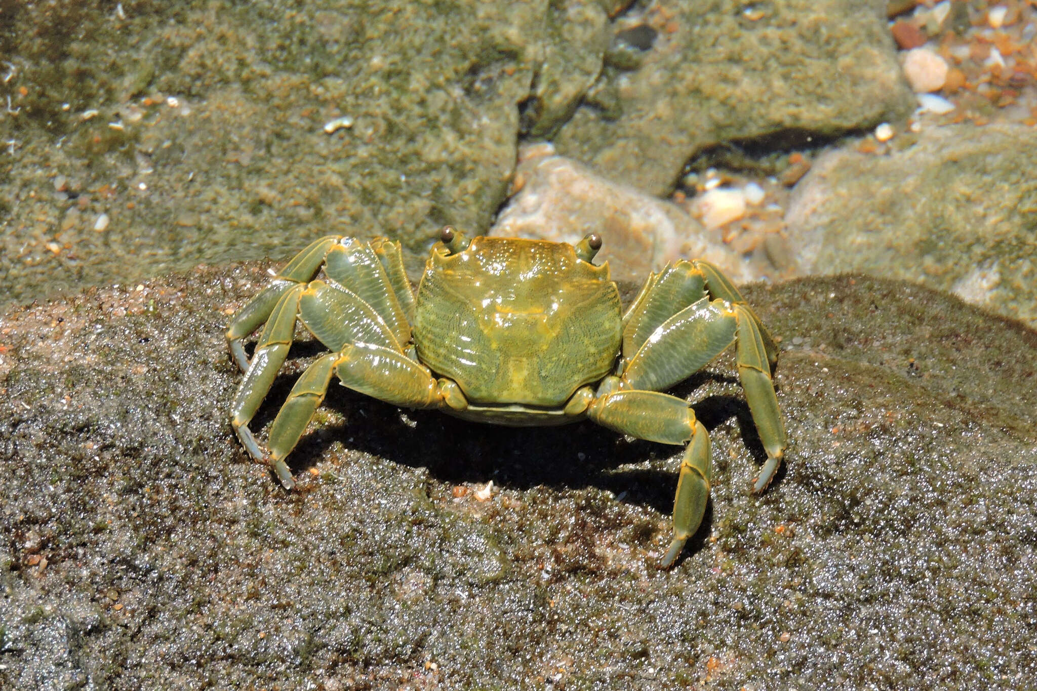 Image de Grapsus fourmanoiri Crosnier 1965