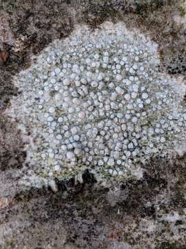 Image of rim lichen