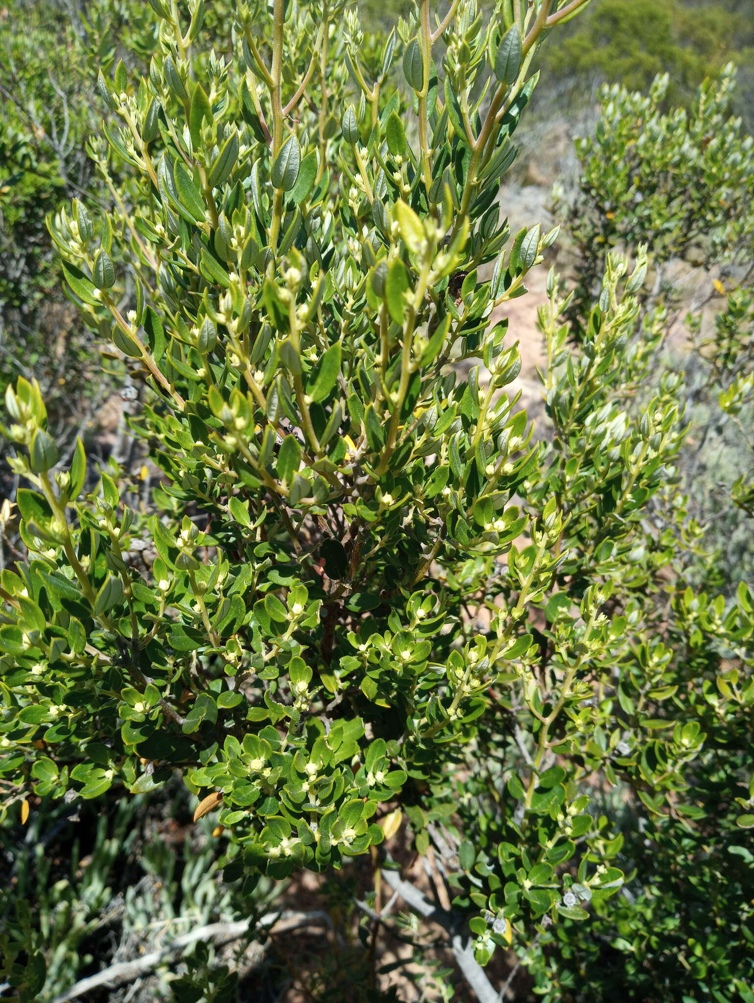 Image of <i>Phylica oleifolia</i>