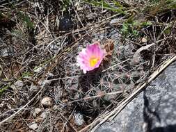 Image of Thelocactus rinconensis subsp. freudenbergeri (R. Haas) Mosco & Zanov.