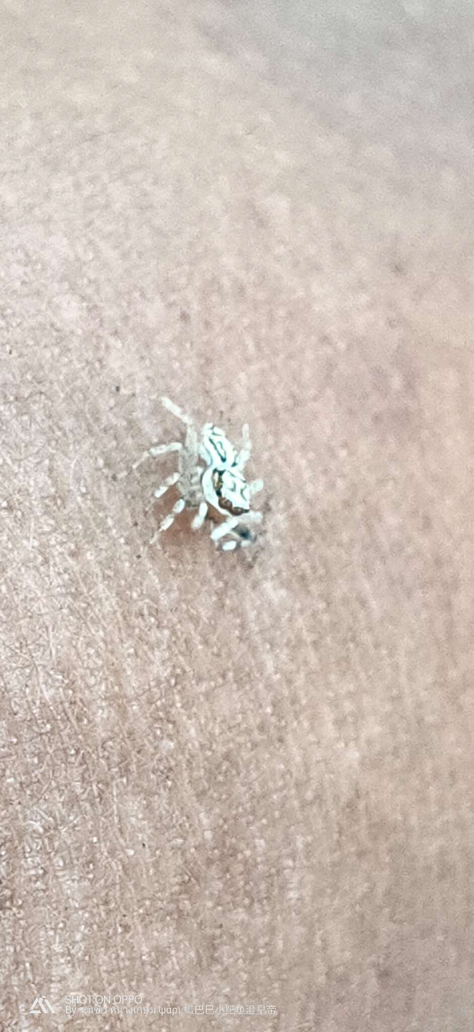 Image of Jumping spider