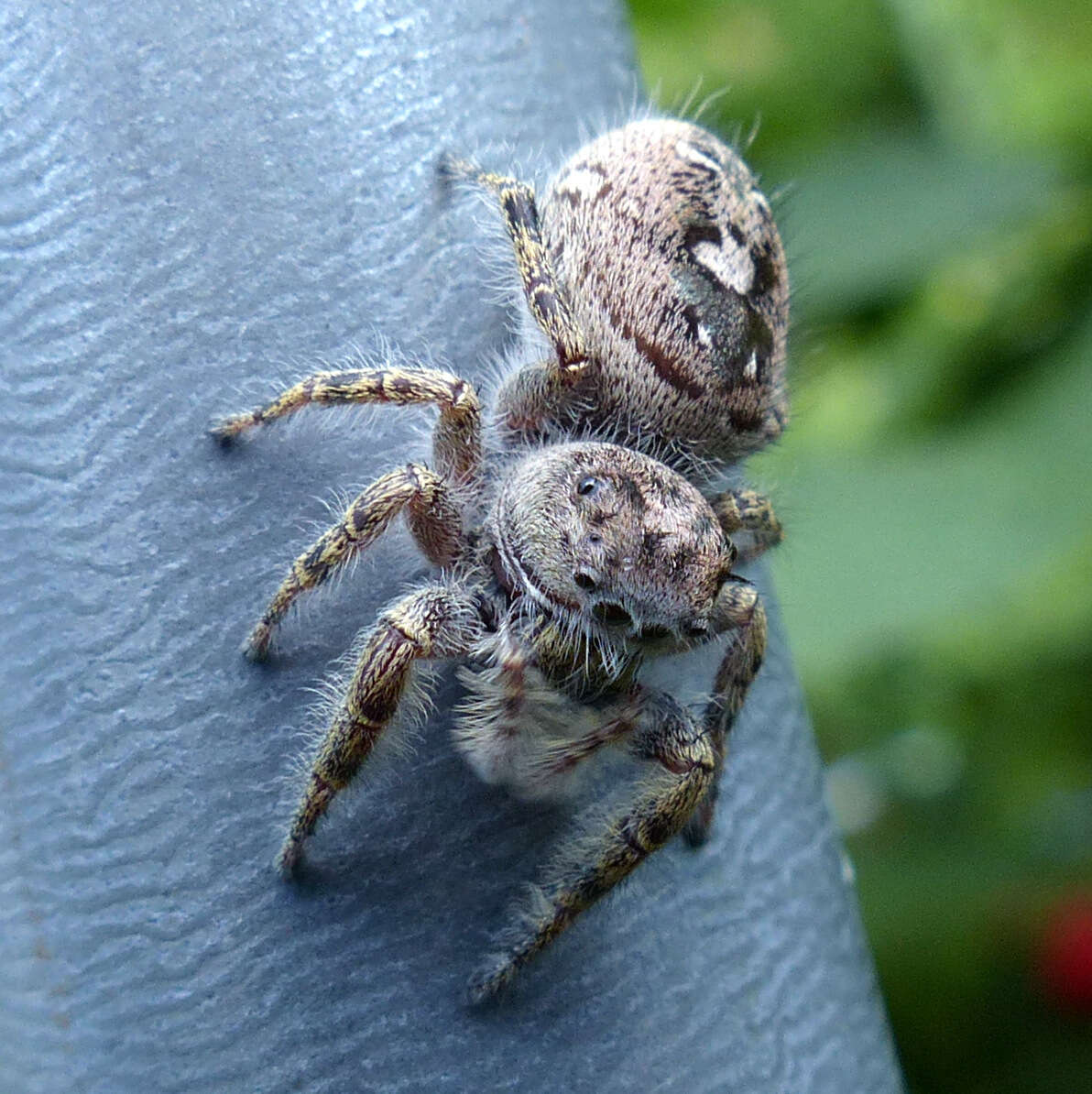 A Jumping Spider (Phidippus putnami)