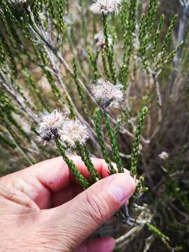 Image of Lachnospermum imbricatum (Berg.) Hilliard