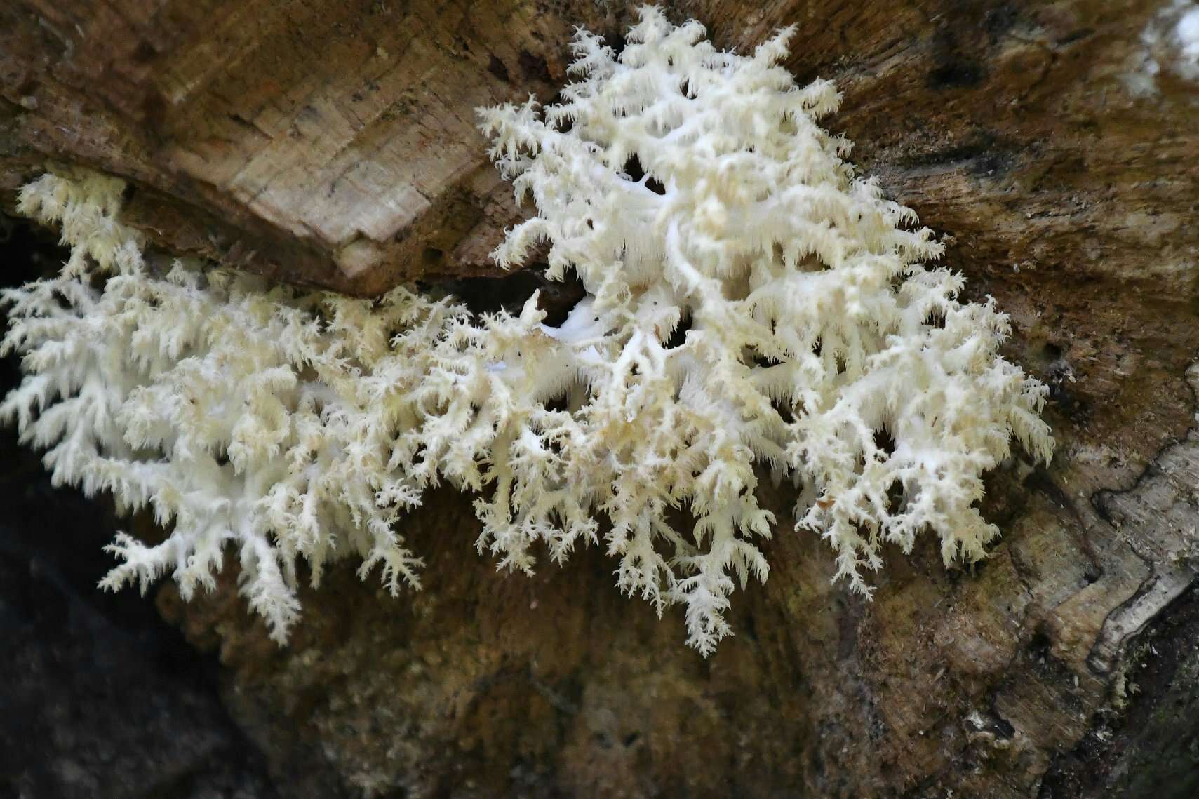 Hericium coralloides (Scop.) Pers. 1794 resmi