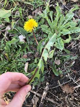 Image of Taraxacum boekmanii Borgv.