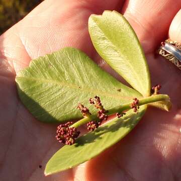 Image of <i>Searsia <i>scytophylla</i></i> var. scytophylla