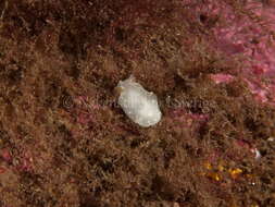 Image of white Atlantic cadlina