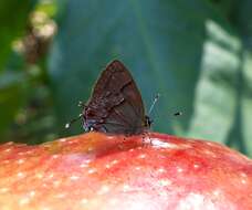 Image of <i>Aubergina hesychia</i>