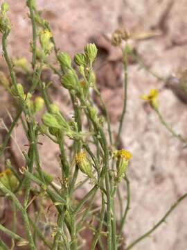 Perityle intricata (Brandeg.) Shinners resmi