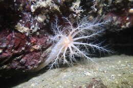 Image of pale sea cucumber