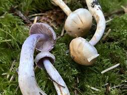 Image of Cortinarius oregonensis A. H. Sm. 1939