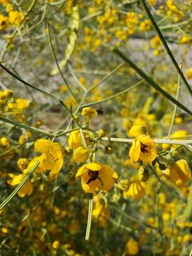 Plancia ëd Senna artemisioides subsp. filifolia