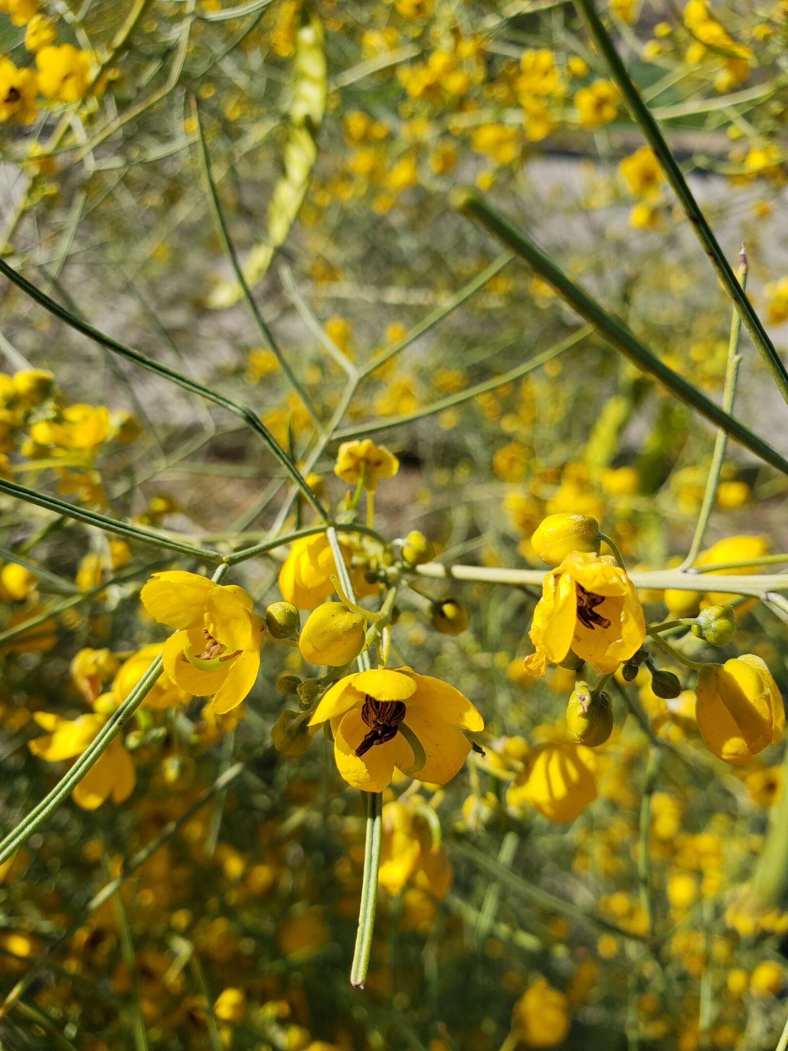 Image of Senna artemisioides subsp. filifolia