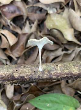 Image de Lentinus flexipes (Fr.) Zmitr. & Kovalenko 2016