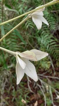 Image of longflower tobacco