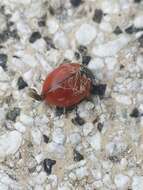 Image of California Lady Beetle