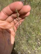 Image of Small-Head Marsh-Elder