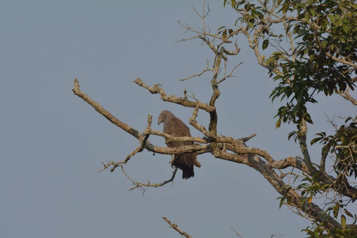 Imagem de Haliaeetus humilis (Müller, S & Schlegel 1841)