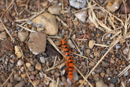 Imagem de Scolopendra hardwickei Newport 1844