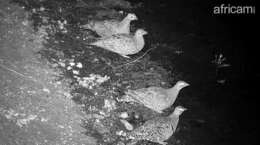 Image of Double-banded Sandgrouse